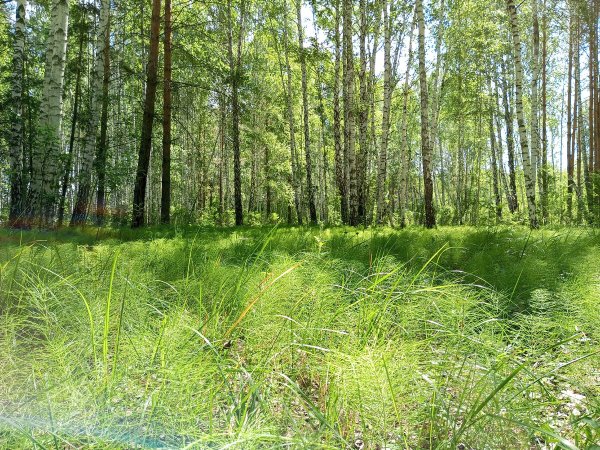 Березовая роща Рязань