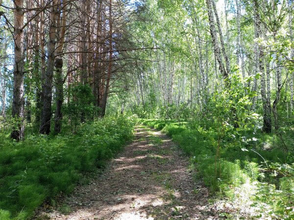 Солнечная Поляна в лесу