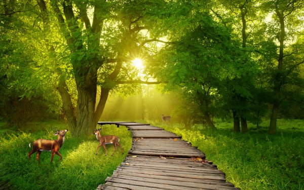 Березовая роща Хабаровск