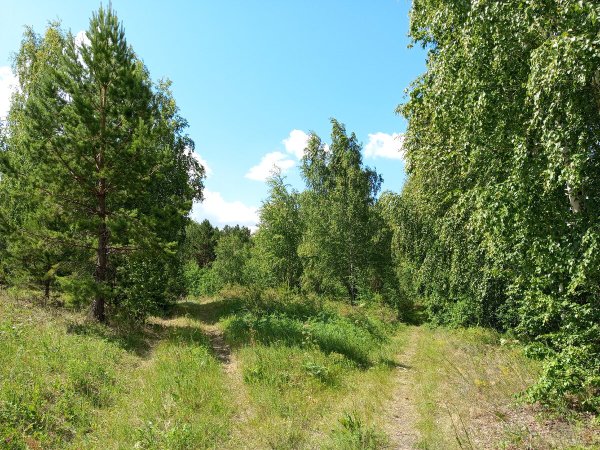 Тропки в лесу Сосновая роща Йошкар Ола