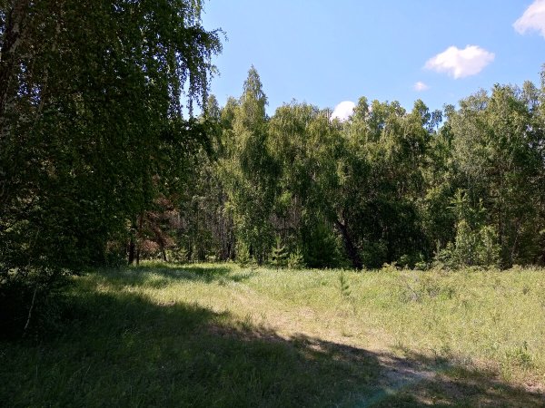 Битцевский лес Поляна