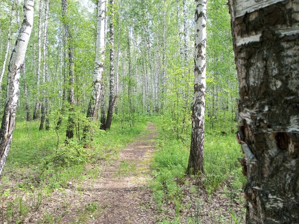 Смешанный Уральский лес опушка