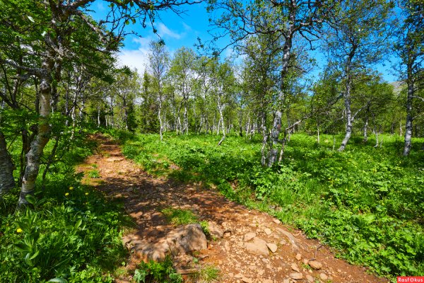 Березовая роща Киров