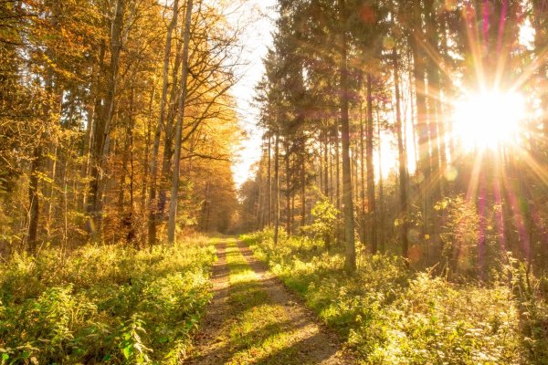 Весна солнце