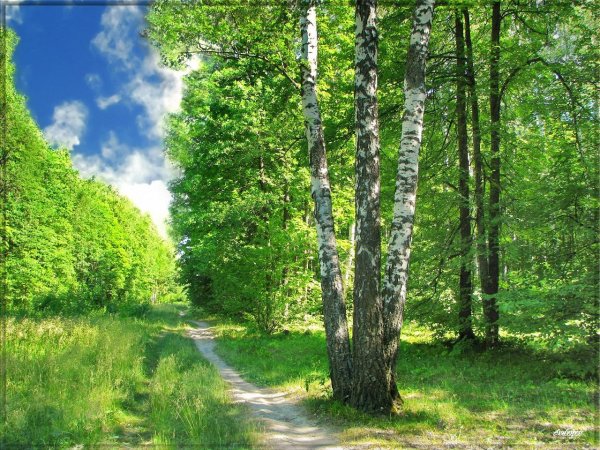 Русский лес Березовая роща