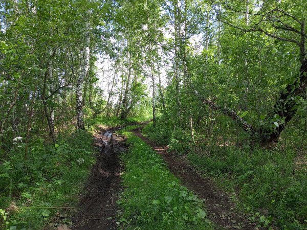 Роща Бор опушка Луга