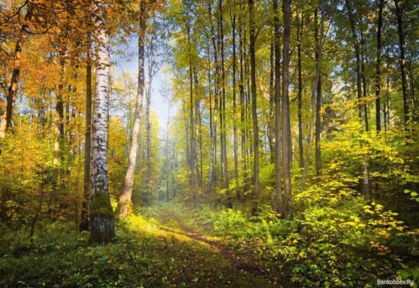 Природа Лесная Поляна Берёзовая роща