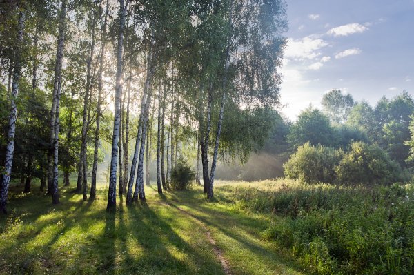 Березовая роща деревня река