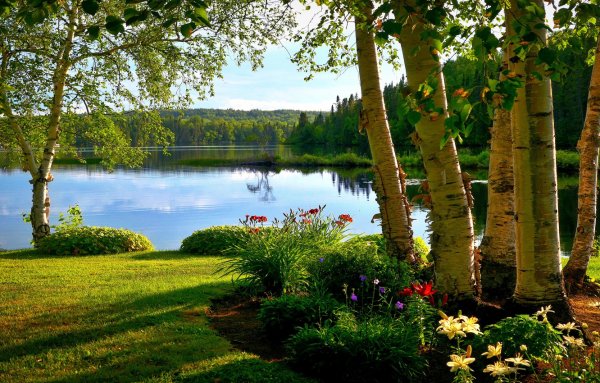 Березовая роща Челябинская область