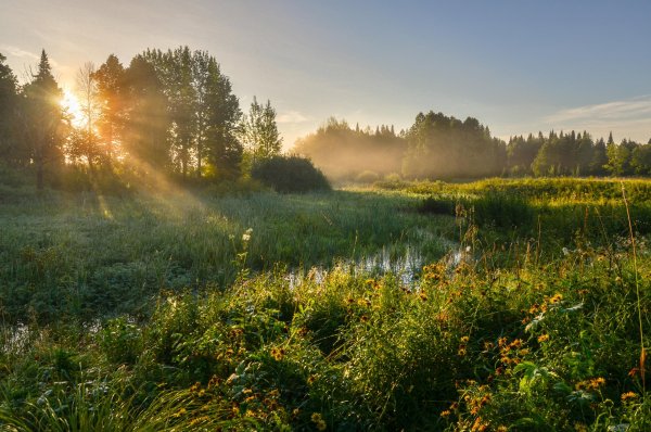 Раннее летнее утро