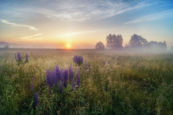 Раннее летнее утро