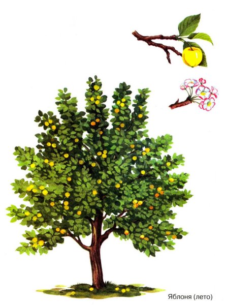 Дети собирают яблоки