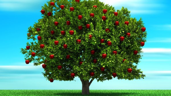 Сад с фруктовыми деревьями для детей