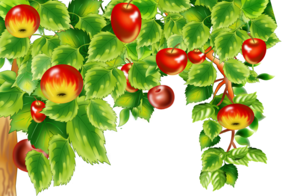 Яблоня для презентации