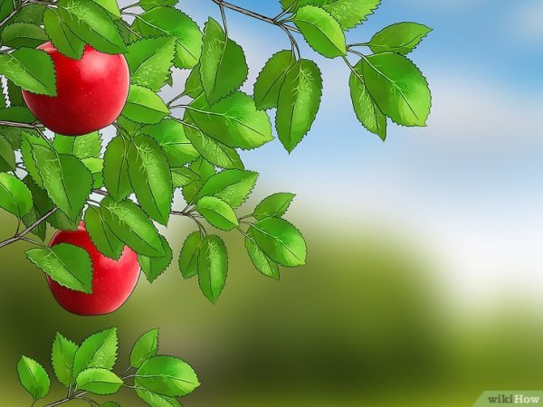 Яблоня заветное