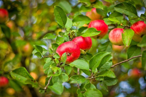 Дети в яблоневом саду