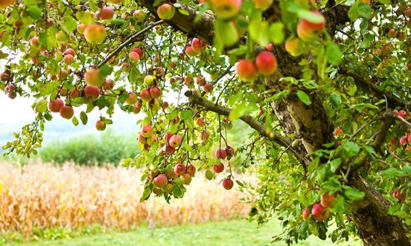 Яблоня с яблоками