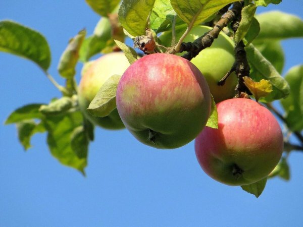 Яблоня штамбовая Уралец