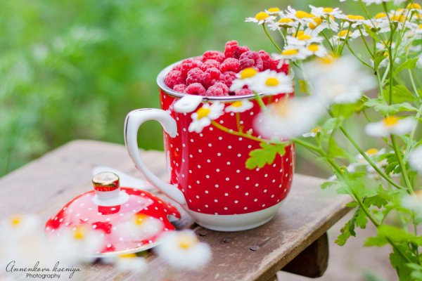 Фотограф Елена Еремина Симба