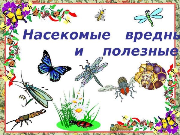 Лето Божья коровка