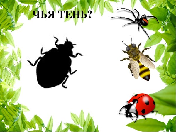 Стрекоза на солнце