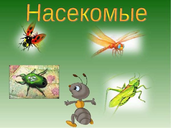 Палчик овая гимнаст насекомые