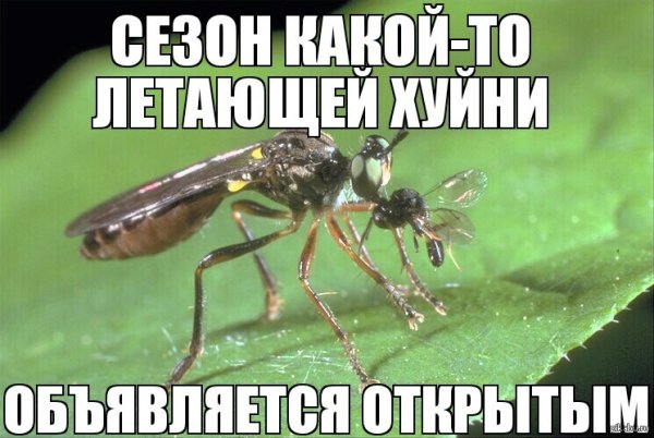 Бабочки в природе