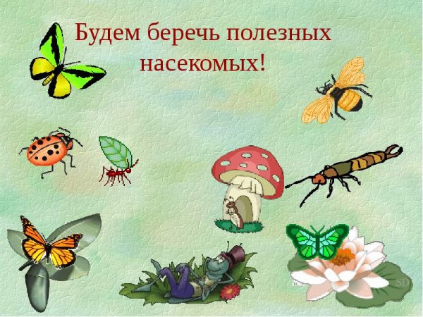 Насекомые осенью для дошкольников