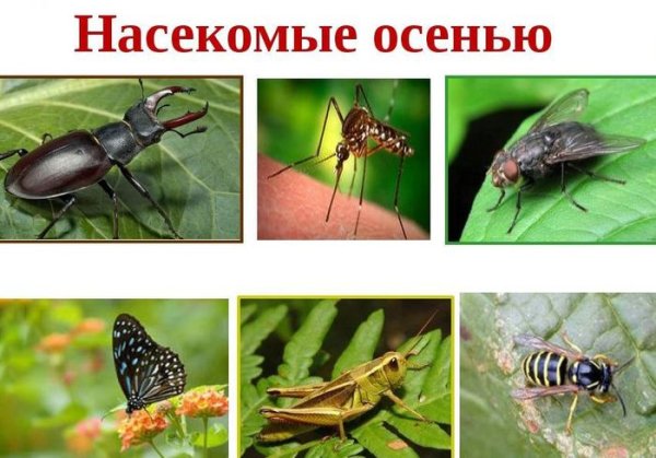 Поляна с цветами и бабочками