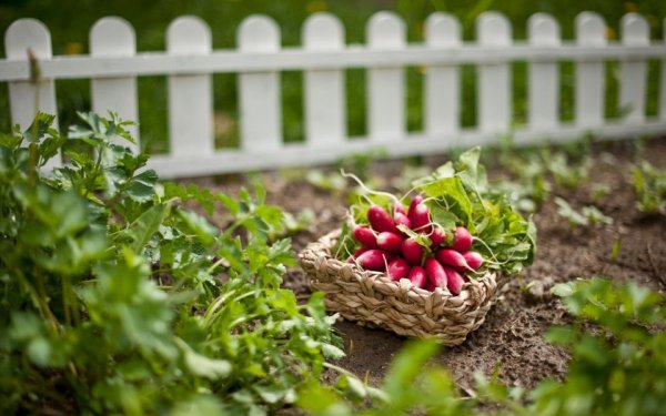 Редиска на грядке