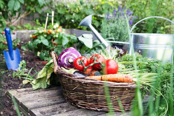 Огород летом