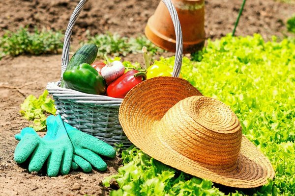 Сбор урожая на даче