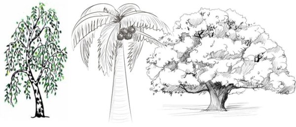 Рисунок дерево карандашом для срисовки