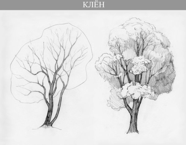 Зарисовки деревьев различных пород