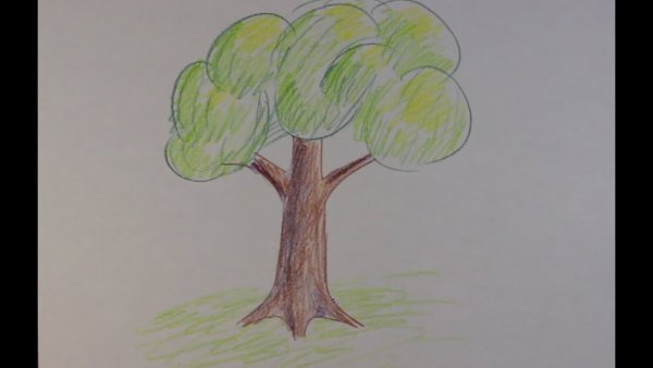 Дерево рисунок карандашом для детей