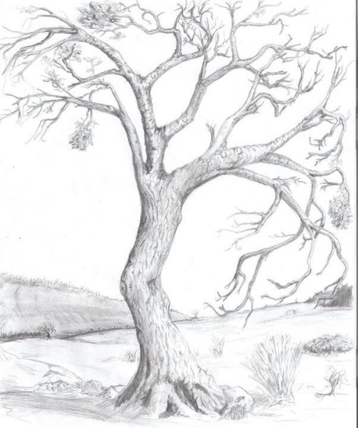 Зарисовки деревьев карандашом простые