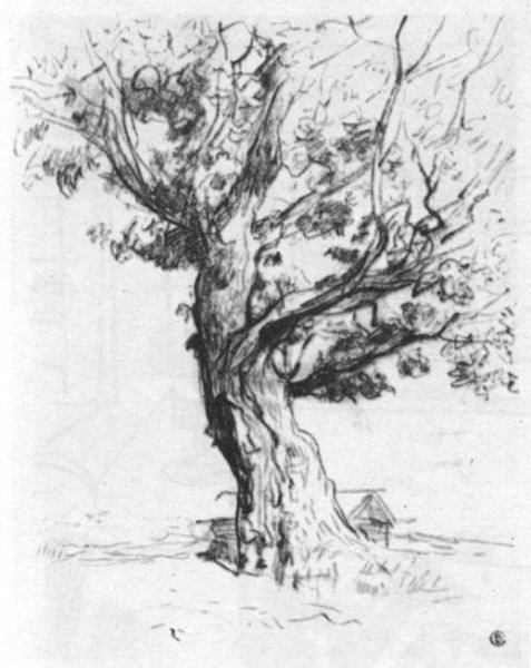 Набросок растения дерево
