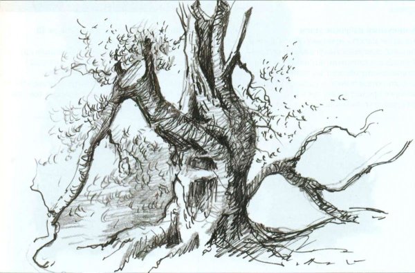 Дерево рисунок карандашом