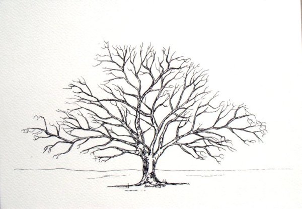 Дерево без листьев карандашом