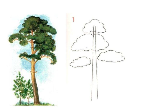 Как нарисовать сосну