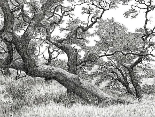 Лес в графике