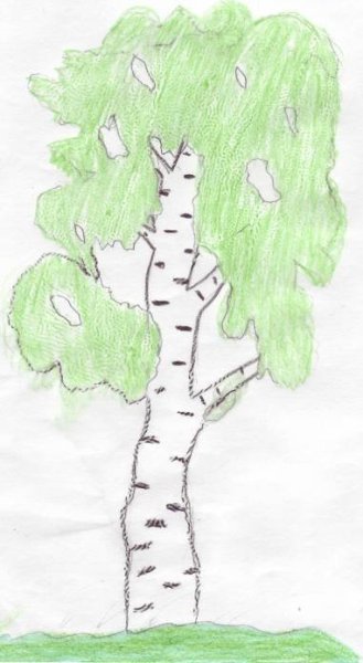 Рисование березы