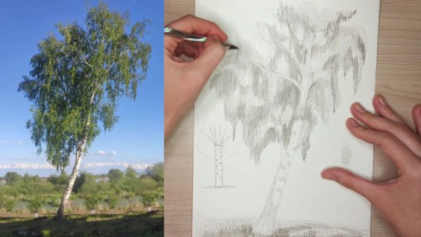 Нарисовать березу