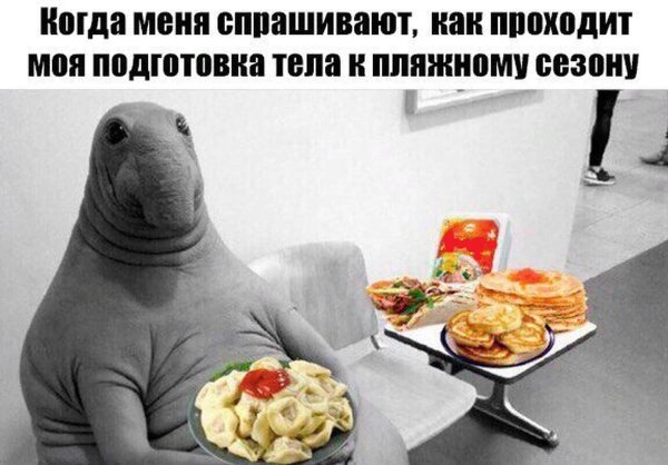 Коты и котлеты