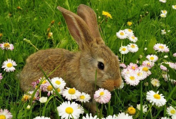 Цветок мультяшка