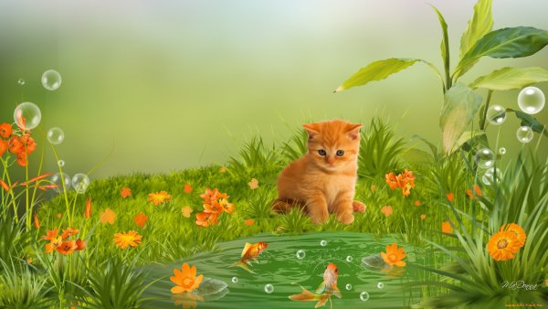 Рыжий кот в ромашках