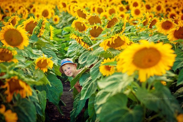Фотосессия мальчика в подсолнухах