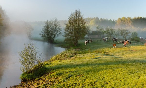 Летнее утро в деревне