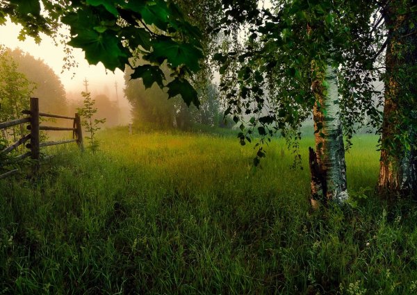 Деревенское утро летом