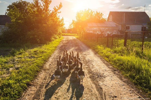 Утро в деревне летом